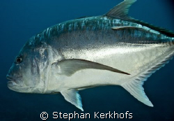 Giant trevally (Caranx ignobilis) at shark & yolanda reef... by Stephan Kerkhofs 